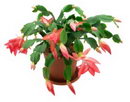 کاکتوس کریسمس
